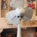 画像9: MITUBISHI,三菱レトロ扇風機,ビンテージ扇風機　1950年代後半〜60年代 (9)